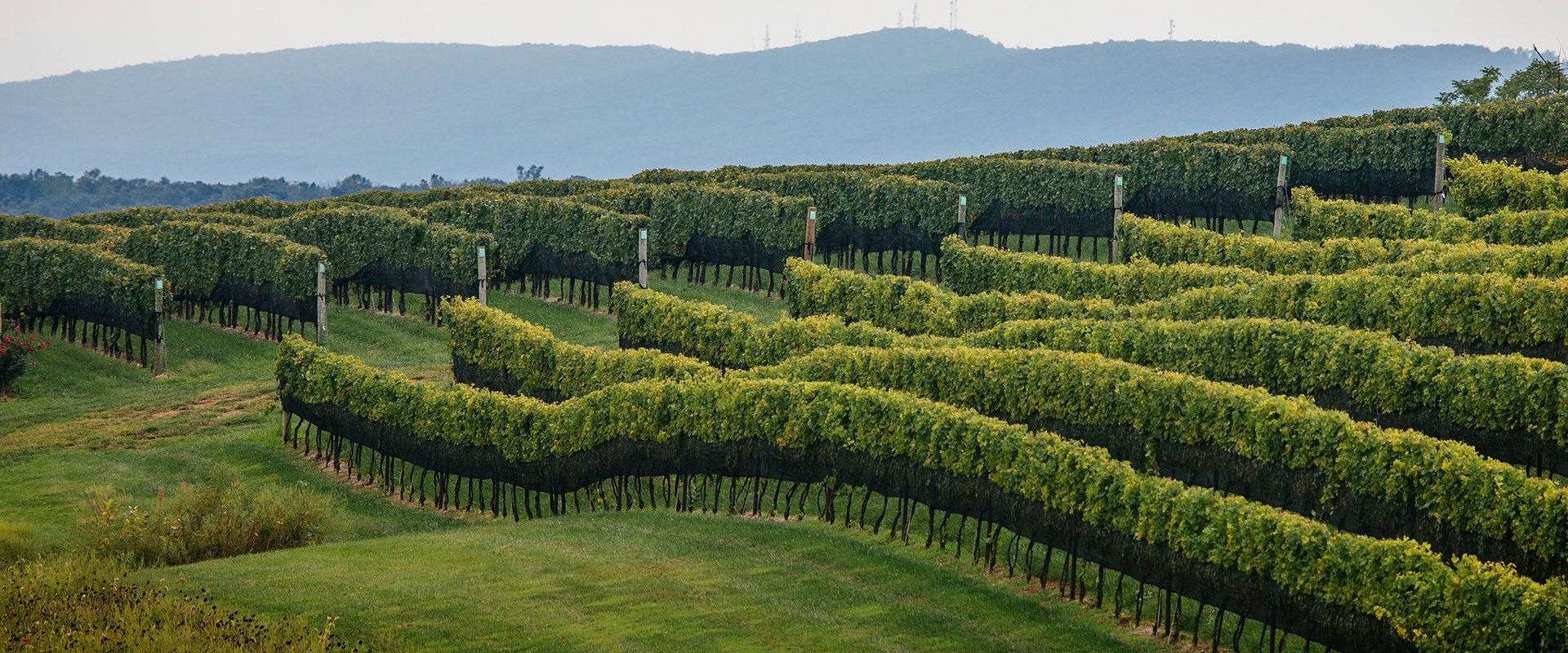 The Rise of Central Virginia's Wine Industry