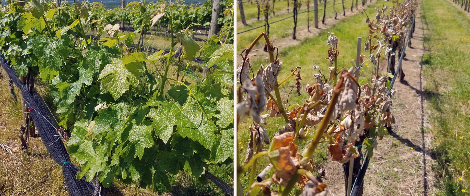 The Impact of Weather and Climate on Wine Production in Central Virginia: An Expert's Perspective