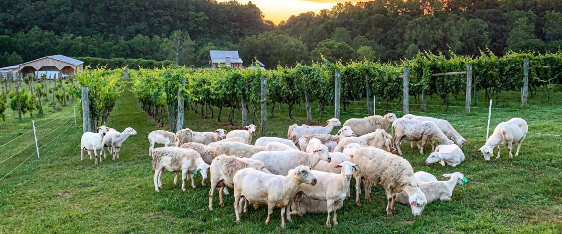 Sustainability in Central Virginia's Wine Industry