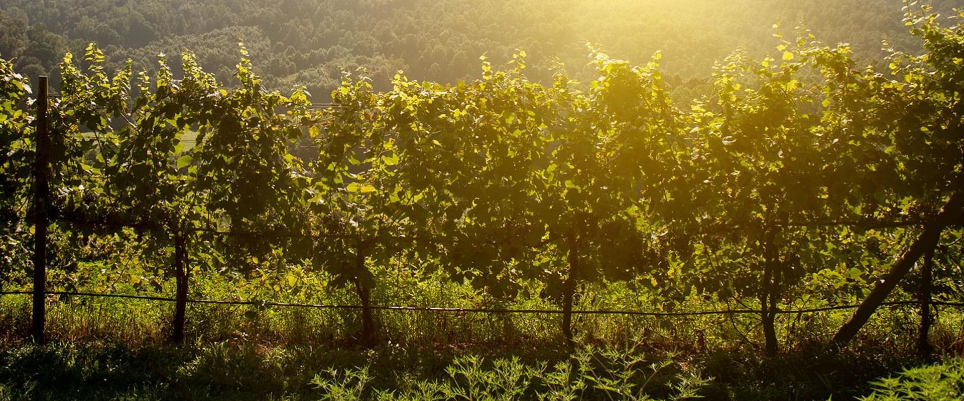 The Rise of Viognier in Central Virginia