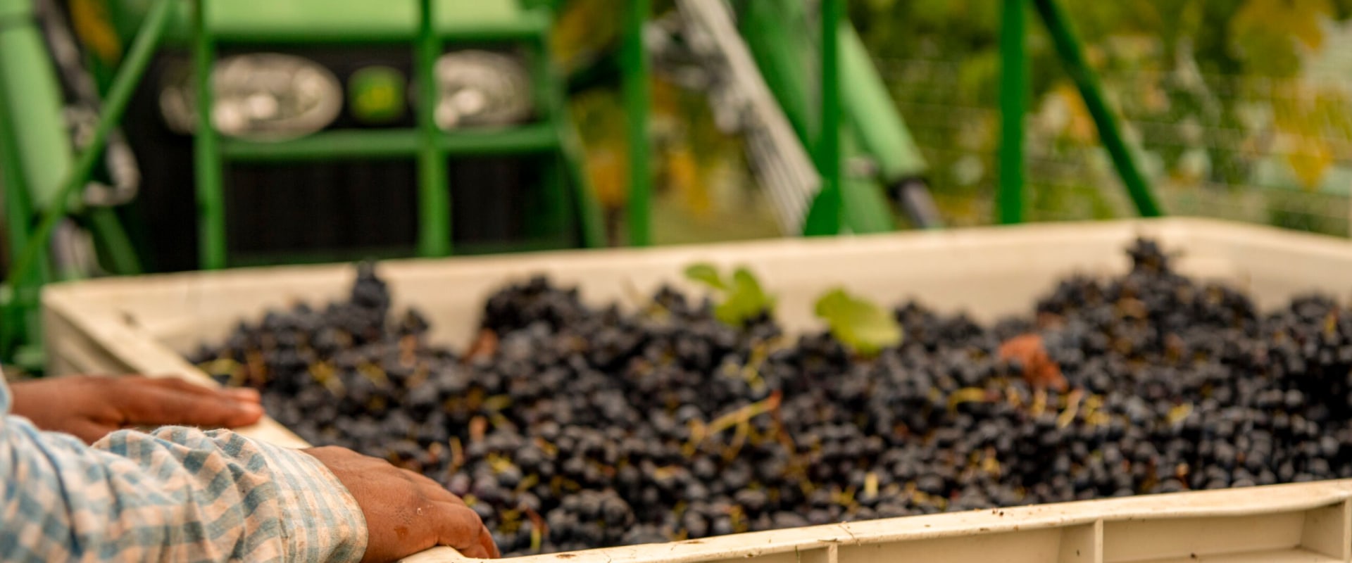 The Growing Wine Scene in Central Virginia