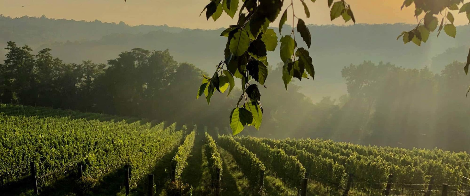 The Growing Wine Industry in Central Virginia