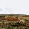 The Hidden Gem of Wine Production: Exploring Central Virginia's Rich History