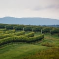 The Rise of Central Virginia's Wine Industry