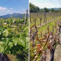 The Impact of Weather and Climate on Wine Production in Central Virginia: An Expert's Perspective