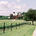 The Growing Trend of Organic and Sustainable Wines in Central Virginia