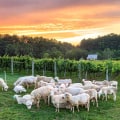 Sustainability in Central Virginia's Wine Industry
