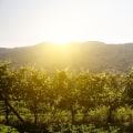 The Rise of Viognier in Central Virginia