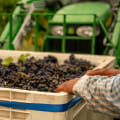 The Growing Wine Scene in Central Virginia