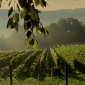 The Growing Wine Industry in Central Virginia