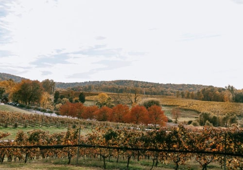 The Hidden Gem of Wine Production: Exploring Central Virginia's Rich History
