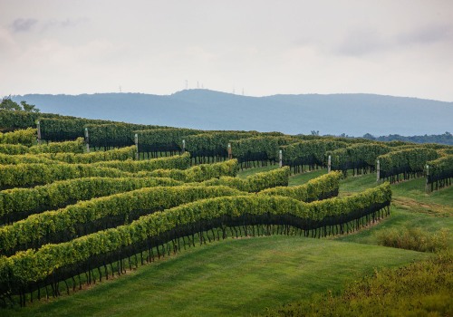 The Rise of Central Virginia's Wine Industry