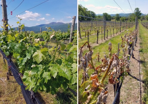 The Impact of Weather and Climate on Wine Production in Central Virginia: An Expert's Perspective