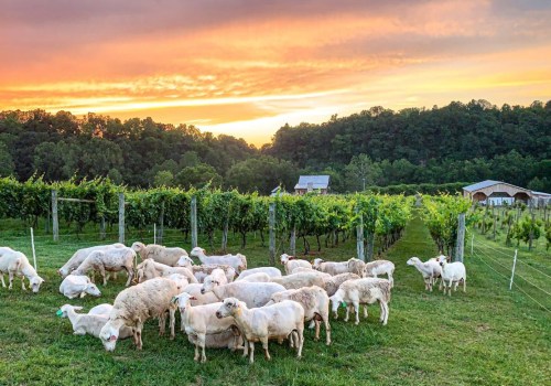 Sustainability in Central Virginia's Wine Industry