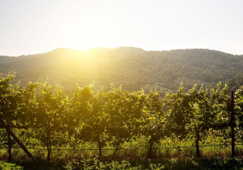 The Rise of Viognier in Central Virginia