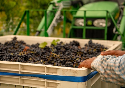 The Growing Wine Scene in Central Virginia