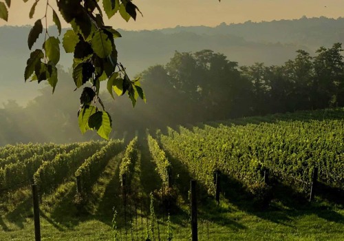 The Growing Wine Industry in Central Virginia